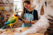How to Get Pet Feathers