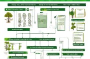 苗木种植成本补贴申请指南，政策解读、流程优化与成功策略