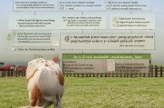 肉牛补贴申请全攻略，流程、条件与注意事项