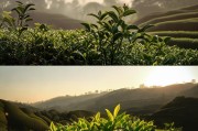 大吉岭茶，从 overlooked到经典
